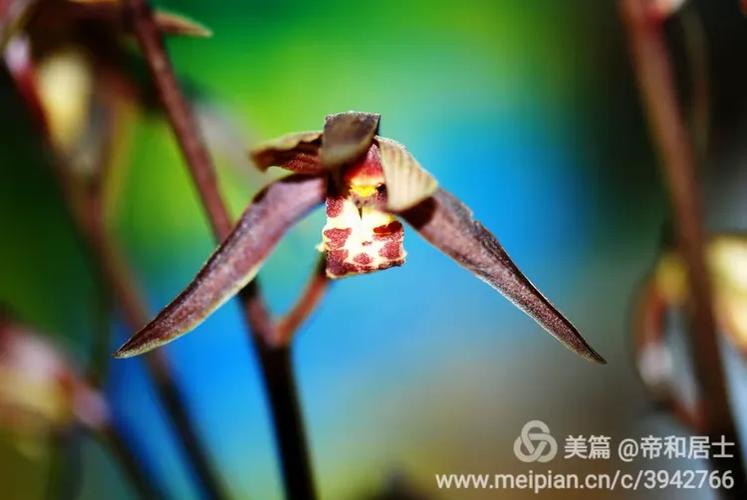 婀娜花影，跃动音符