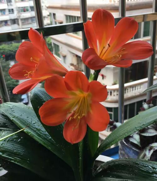 长春花事感焕涛同窗