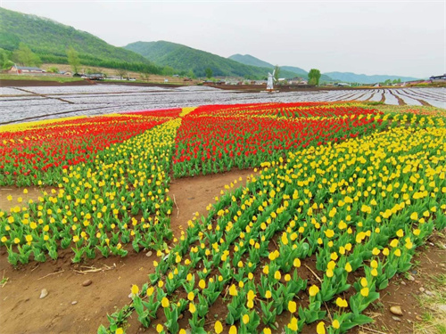 通化金江花海 百万株花苗待客来，婀娜花卉绘就绚烂画卷