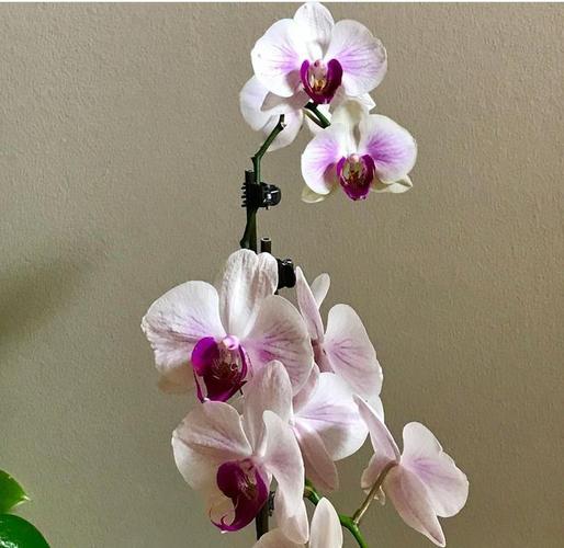 蝴蝶兰养护四要点 花形如蝶舞，花期可延长一个月