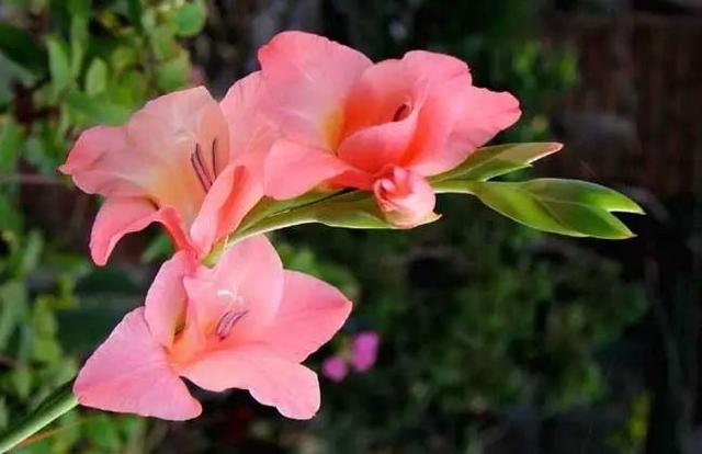 婀娜花卉见风骨——读王金银花卉诗六首