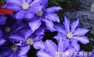 新手养花首选